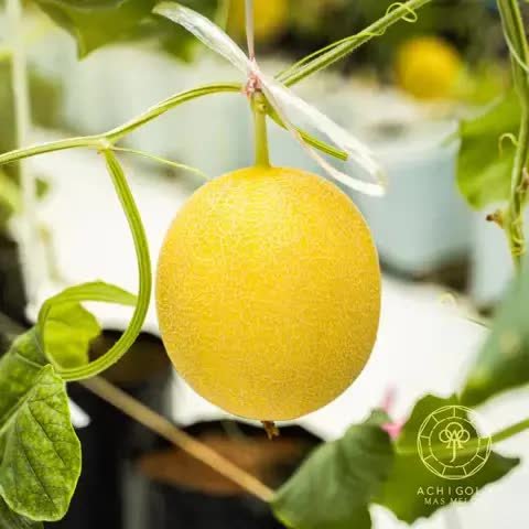 Achigold muskmelon