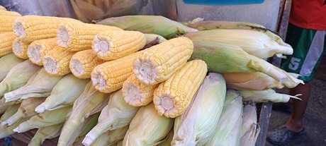 White sweet corn ears from Tai Chong farm