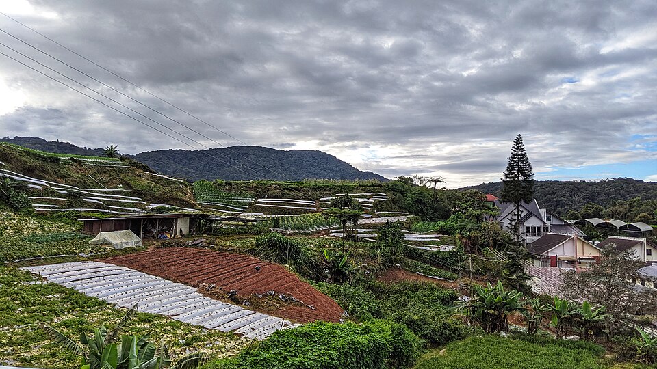 Cameron Highlands agricultural landscape