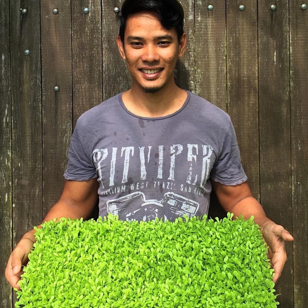 Foliage farmer holding trays of microgreens