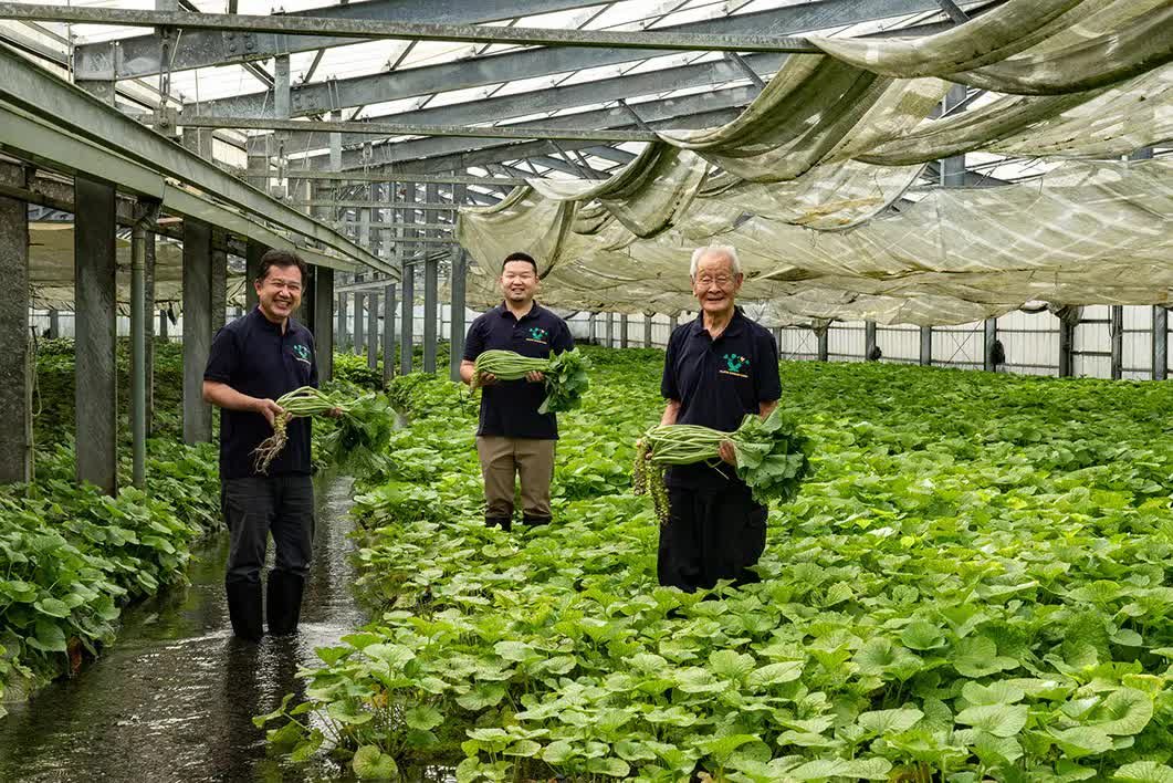 Wasabi growing at a partner farm in Japan