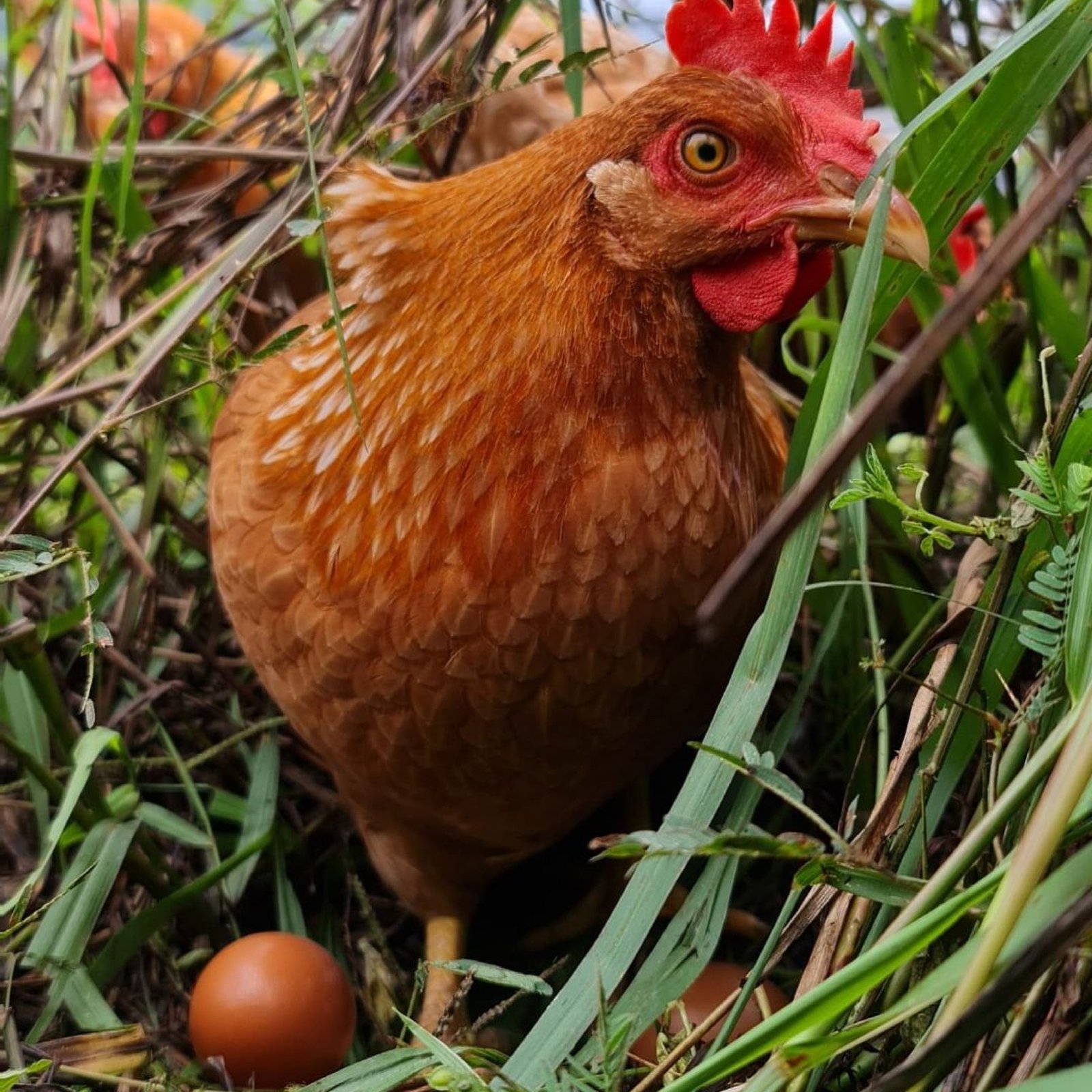 Liang Kee free-range eggs