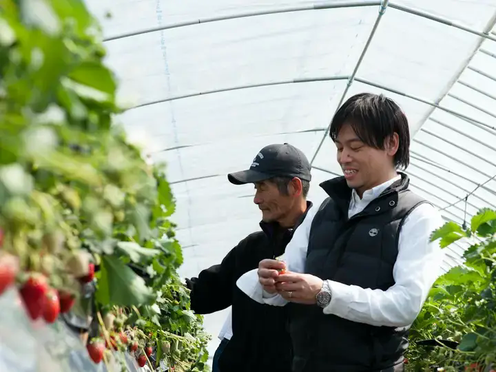 Migaki farmer inspecting premium strawberries