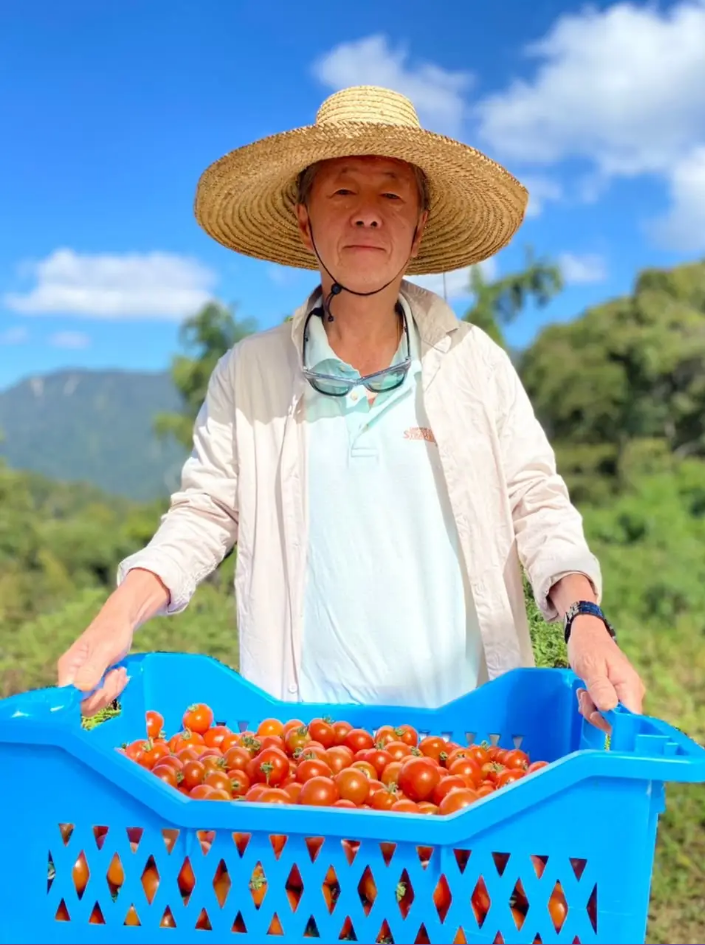 Momo Fresh Farms farmer in the tomato greenhouse