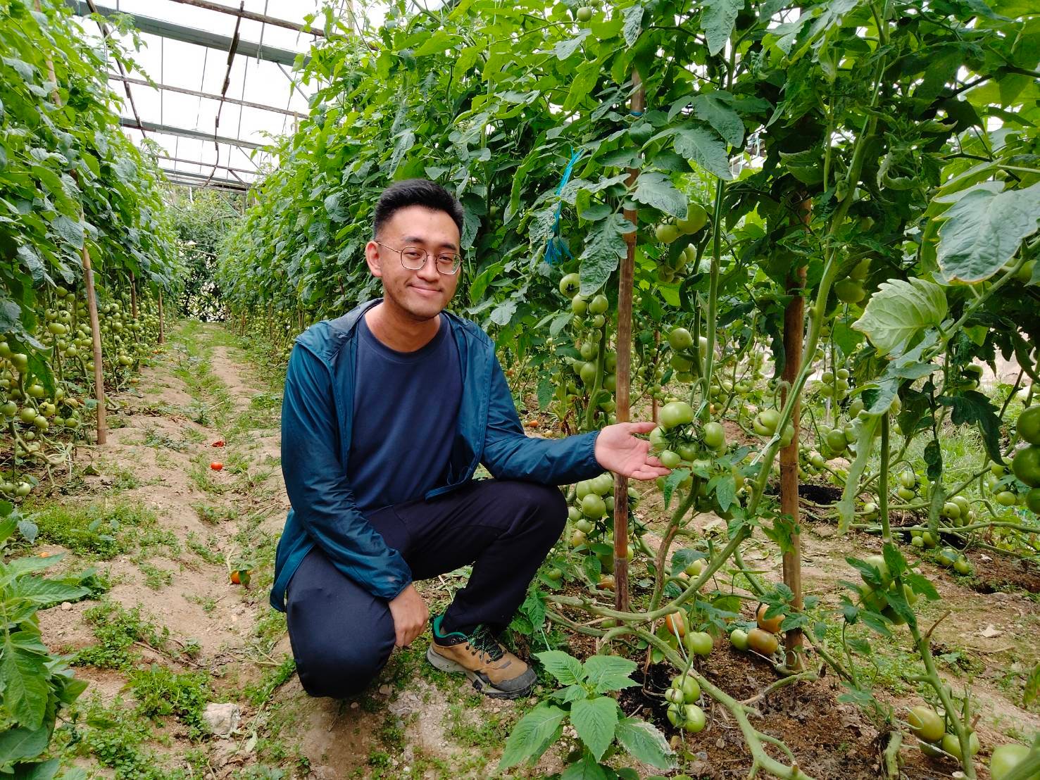 Nian Feng leaf vegetables
