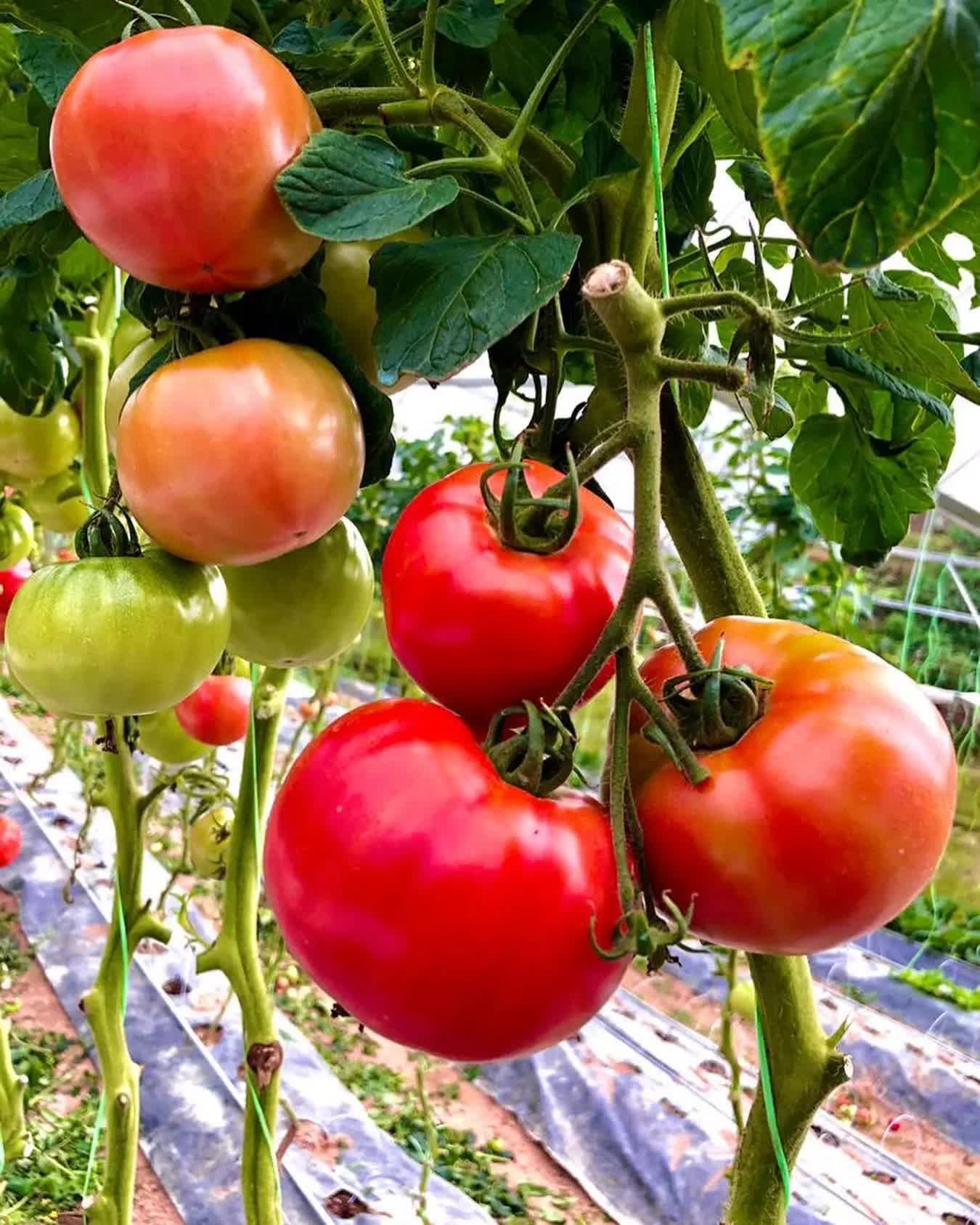 Momo Fresh Farms greenhouse