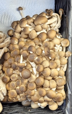 Hakata sugitake mushrooms from Fukuoka