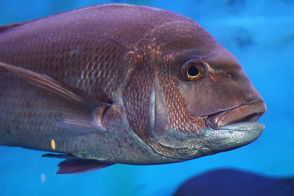 Whole madai sea bream from Uwajima
