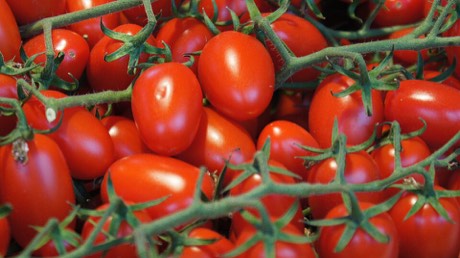Fresh Momotaro tomatoes from Momo Fresh Farms